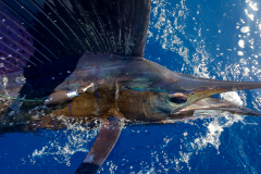 TBRP - BBC 03-2017-143026